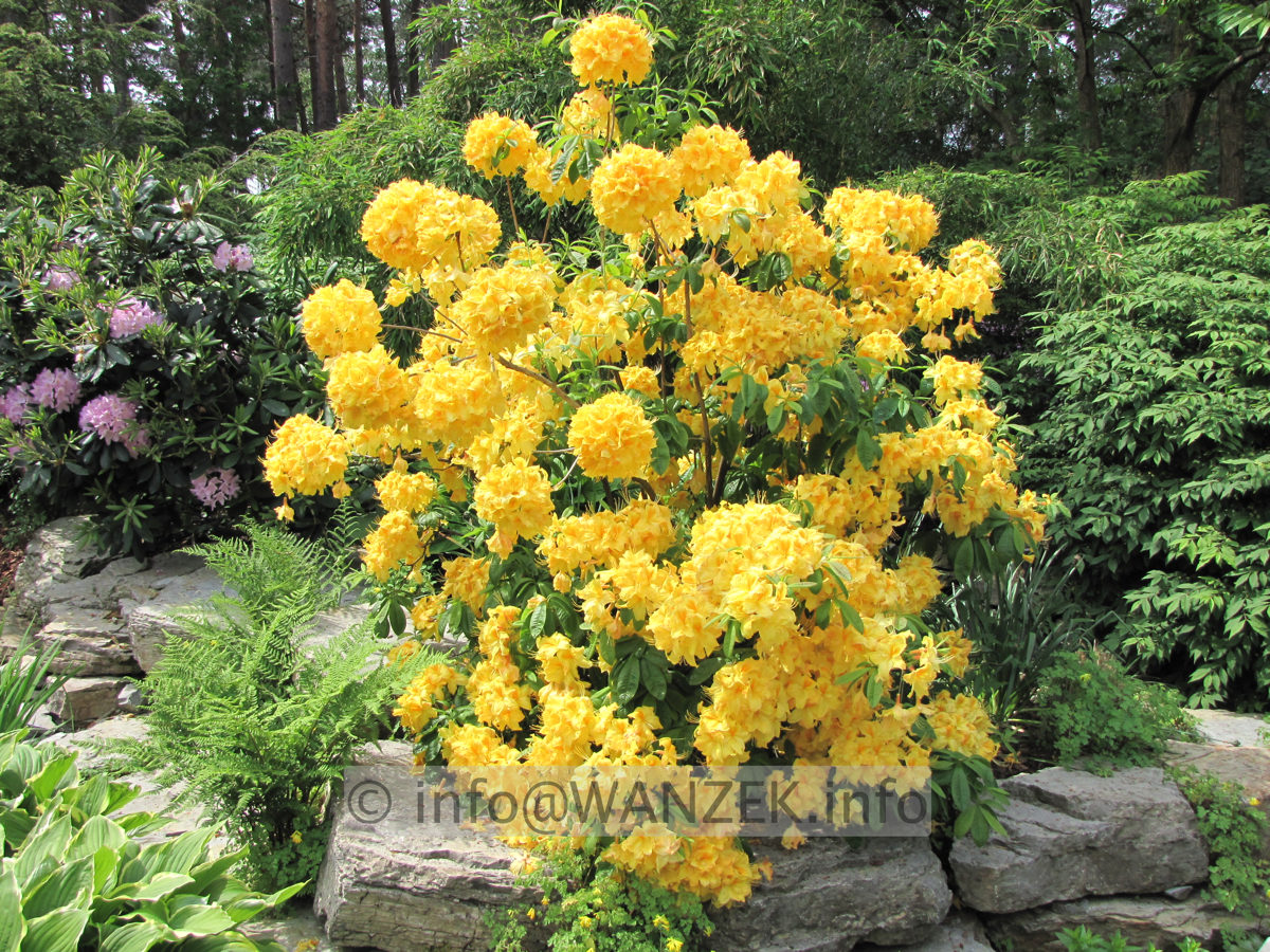 Azalea knaphill Golden Sunset - Sol.JPG
